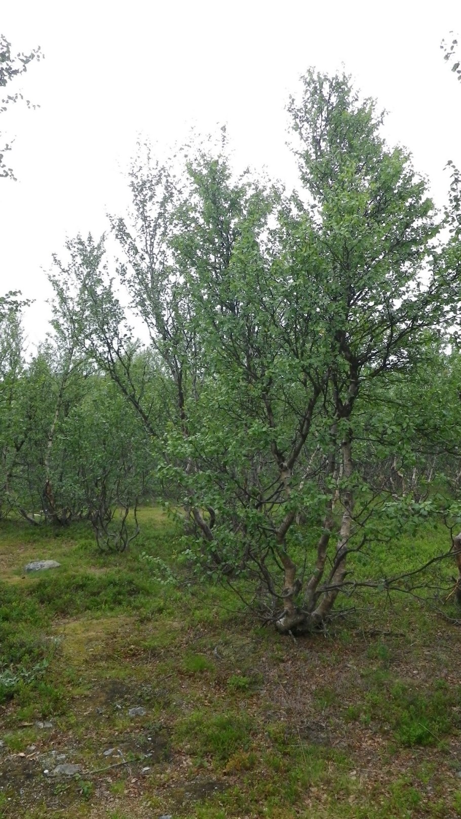 Берёза Betula Nana