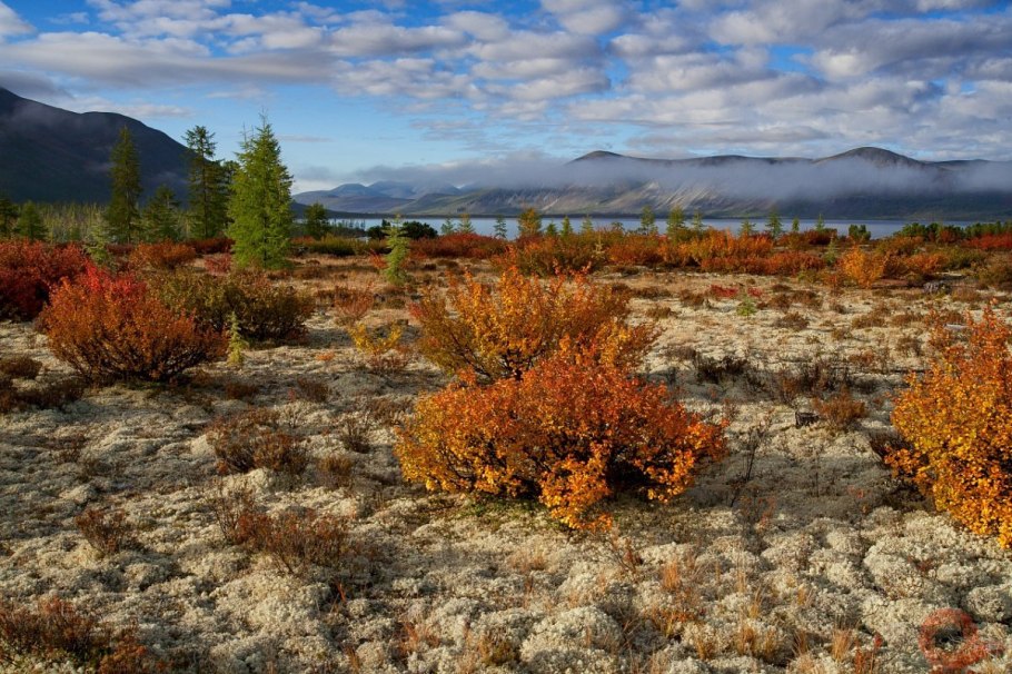 Берёза карликовая Голден Дрим