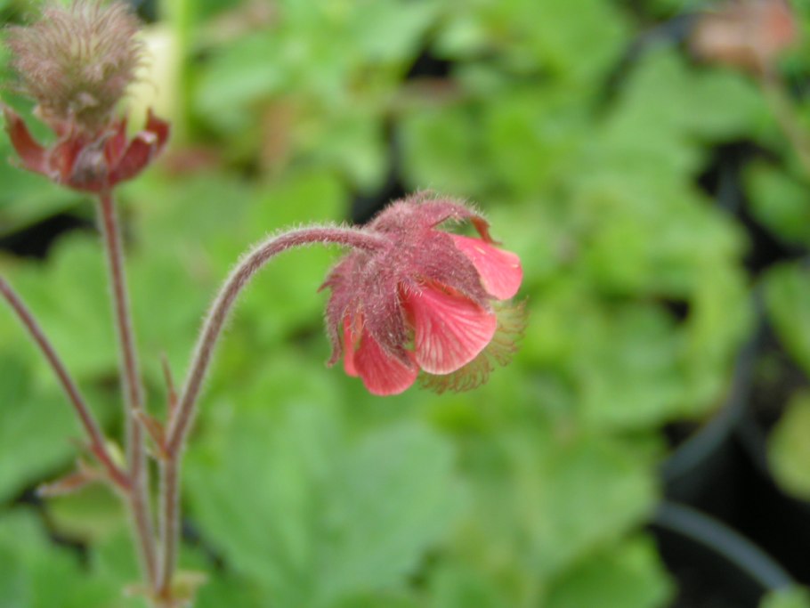 Гравилат Речной – Geum Rivale