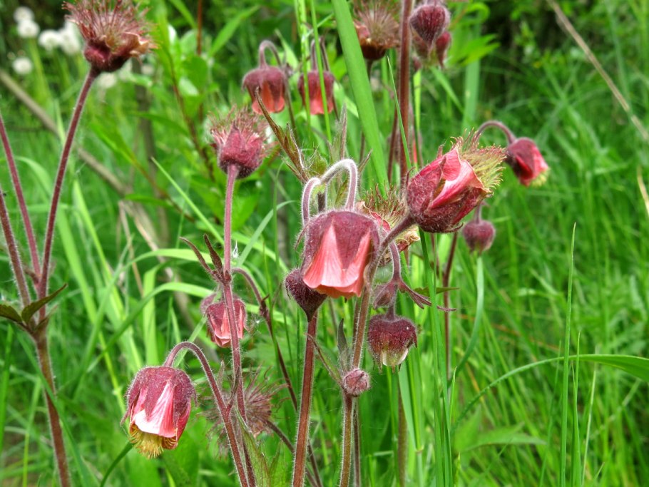Гравилат Речной – Geum Rivale