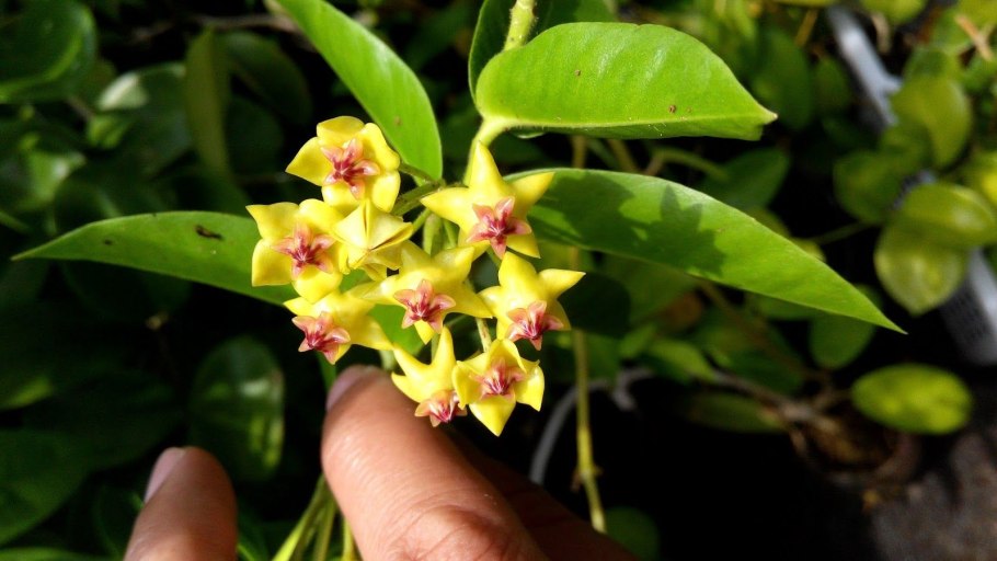 Хойя Грацилис Hoya gracilis