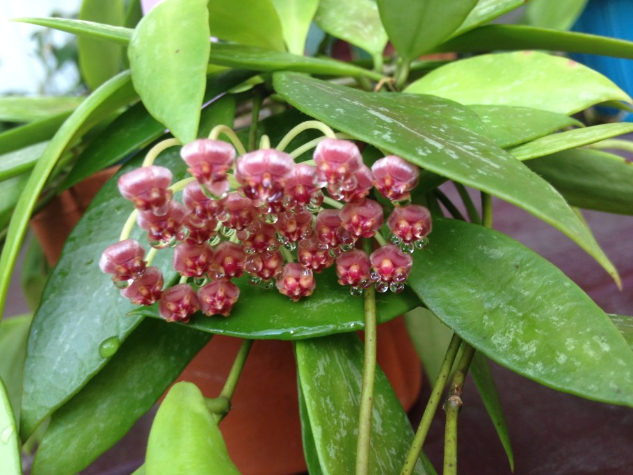 Hoya wayetii/Хойя Вайети