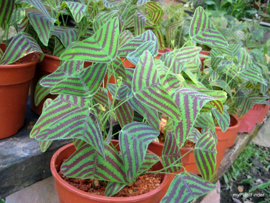 Хойя Серпенс Hoya Serpens