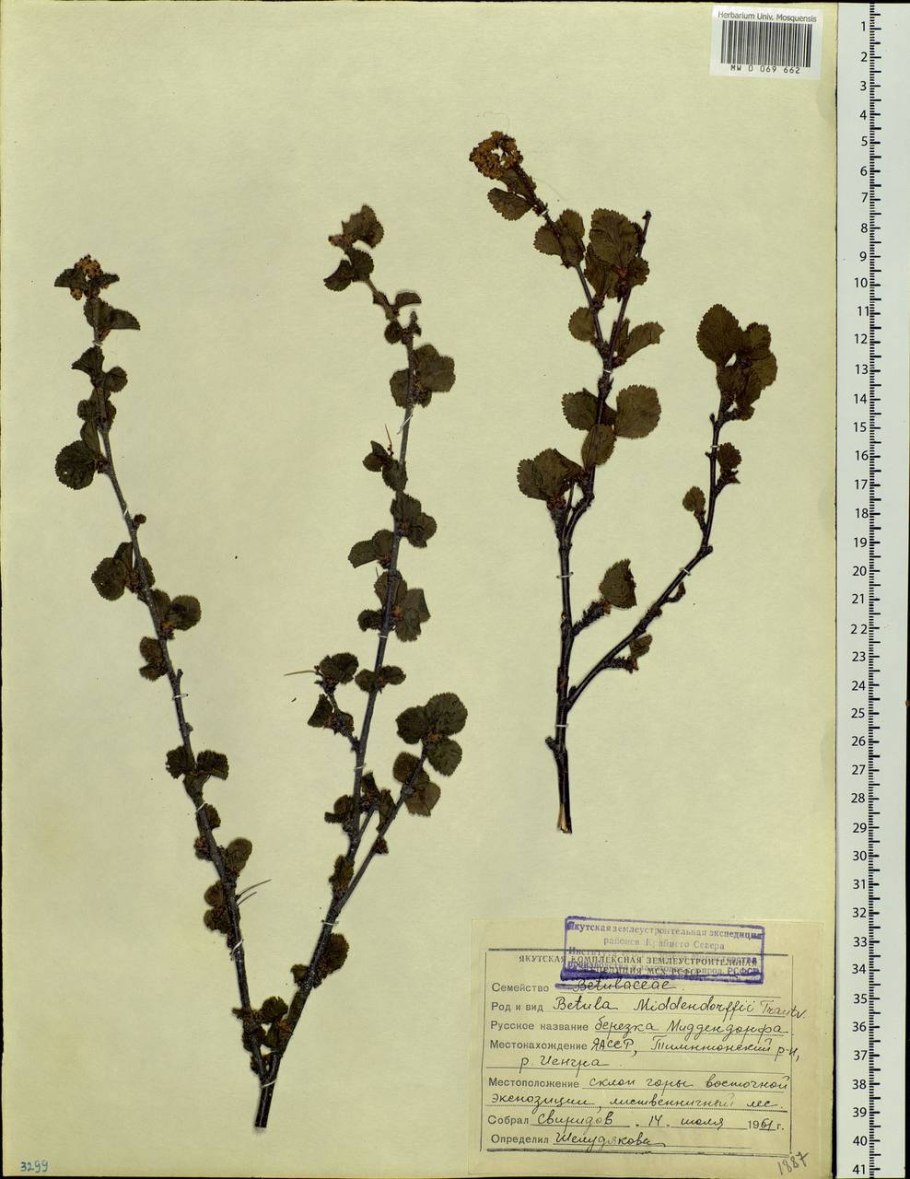 Poliothyrsis sinensis