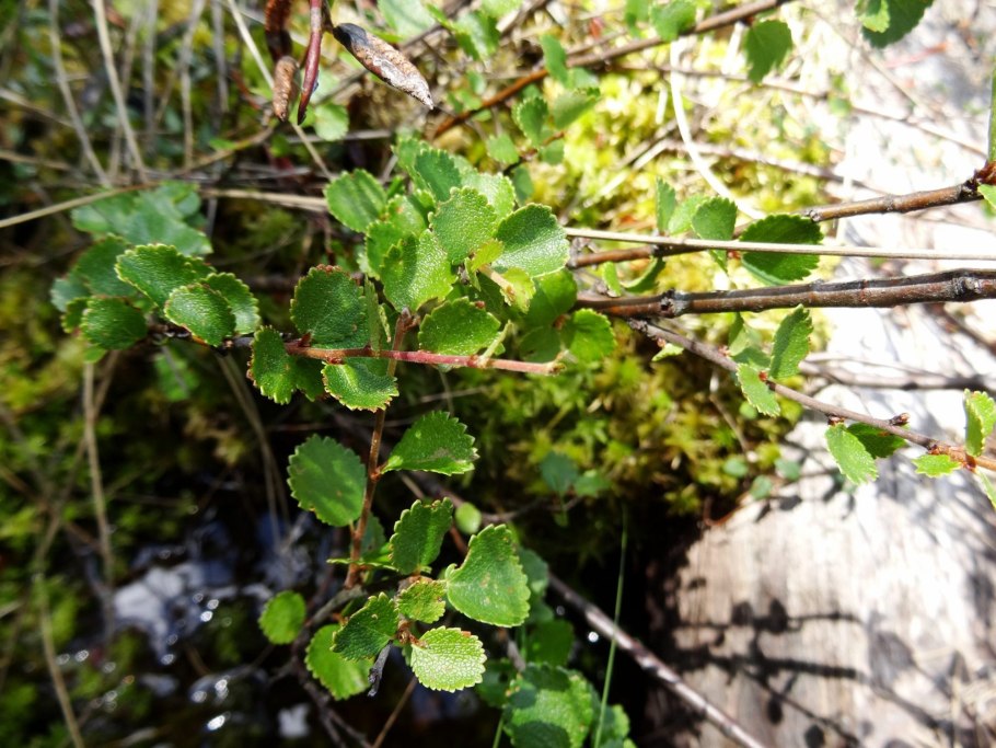 Береза тощая (Betula Exilis Sukacz.)