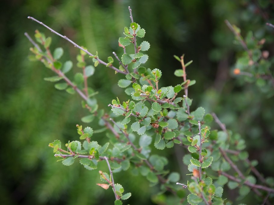 Береза карликовая Betula Nana