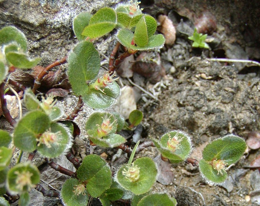 Betula Nana