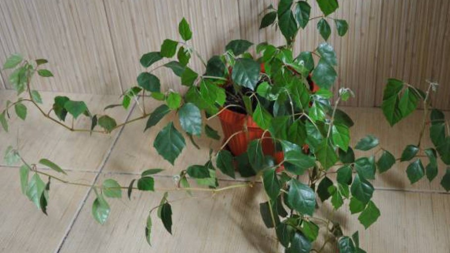Пилея Глаукофилла