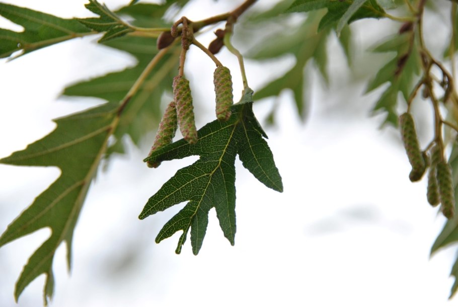 Ольха черная (Alnus glutinosa)