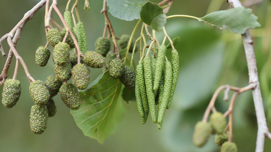 Ольха серая(Alnus incana) 'foliis Aureomarginatis'