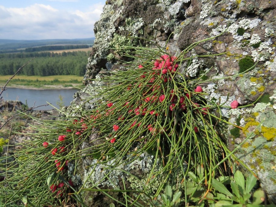 Эфедра (хвойник) двуколосковая