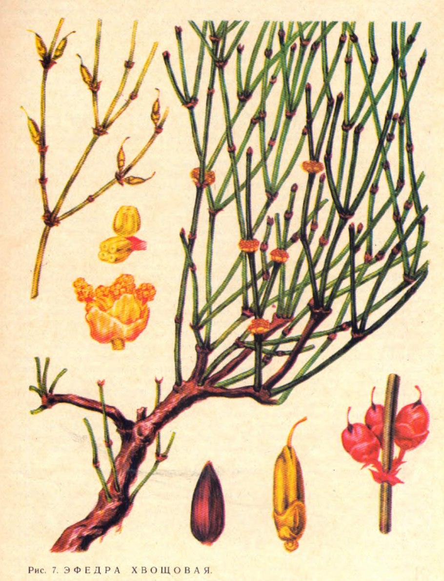 Эфедра хвойник