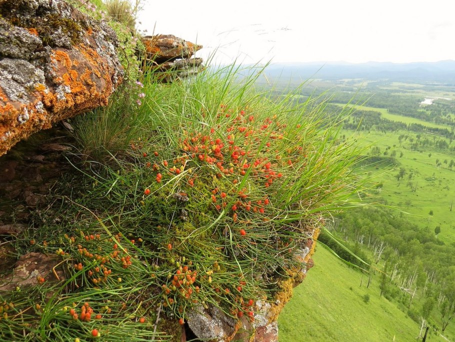 Эфедра хвойник