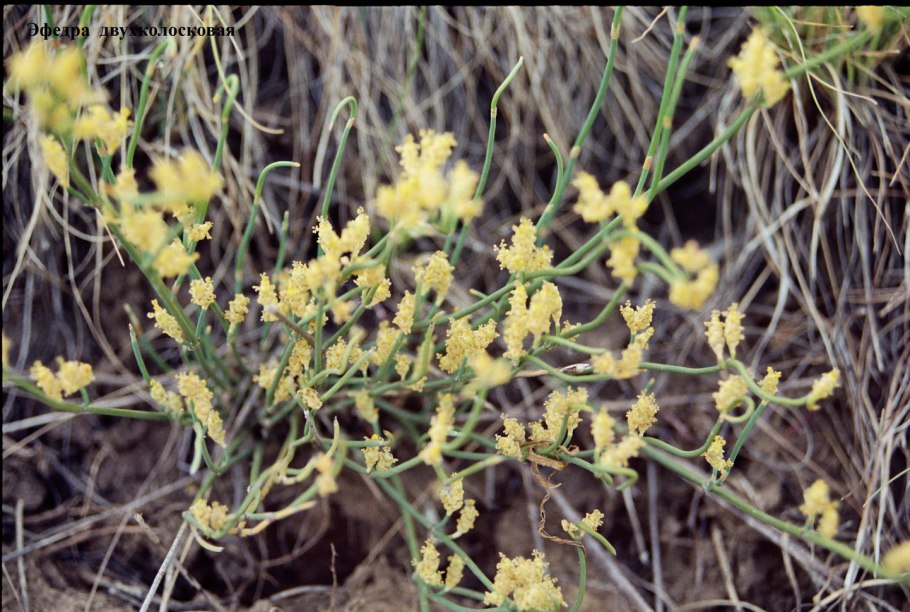 Ephedra distachya l - хво́йник двухколоско́вый