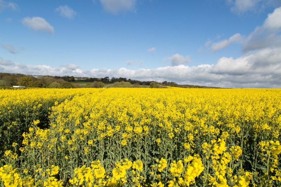 Рапс растение сидерат