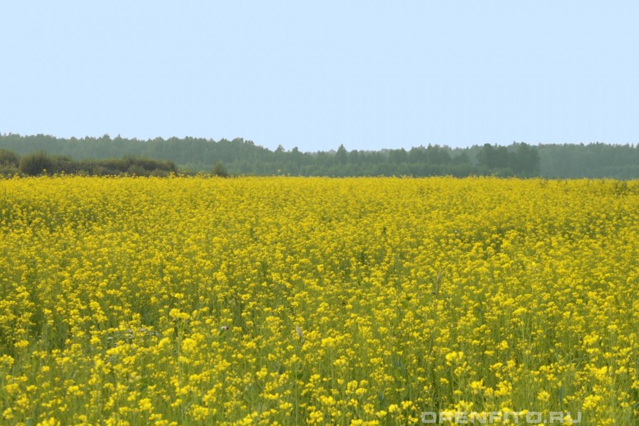 Горчичные поля Ставрополь