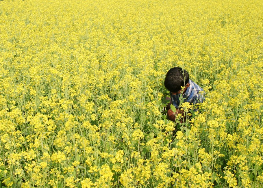 Горчичные поля Ставрополь