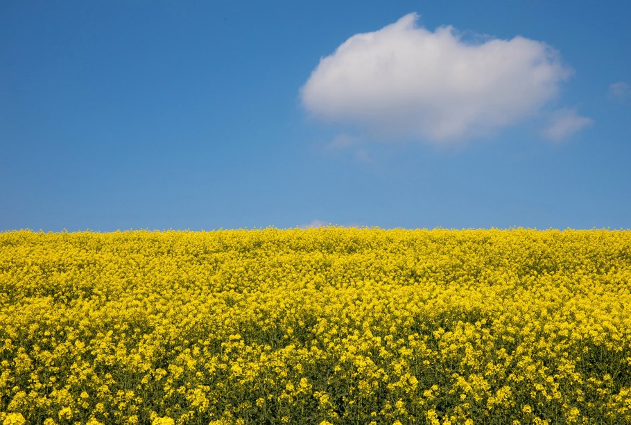 Поле донника желтого Подмосковье