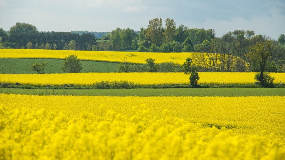 Желтое растение на полях