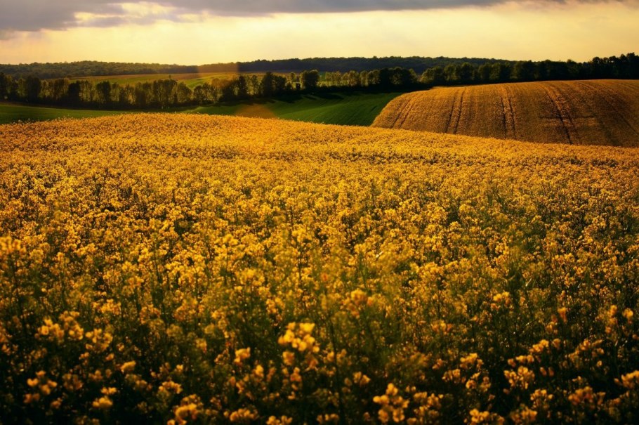Украина поле рапса