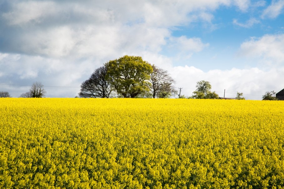 Желтые цветы на полях