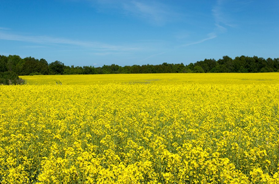 Лето Луговое поле Украина