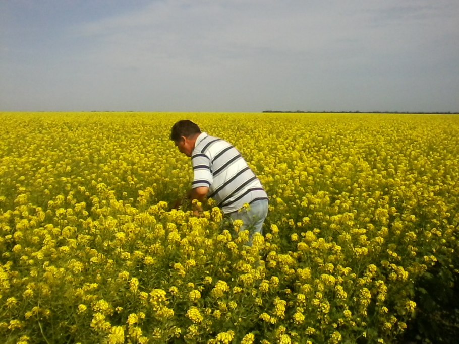 Горчица растение злак?