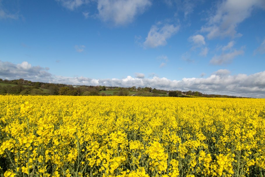 Поле желтых цветов