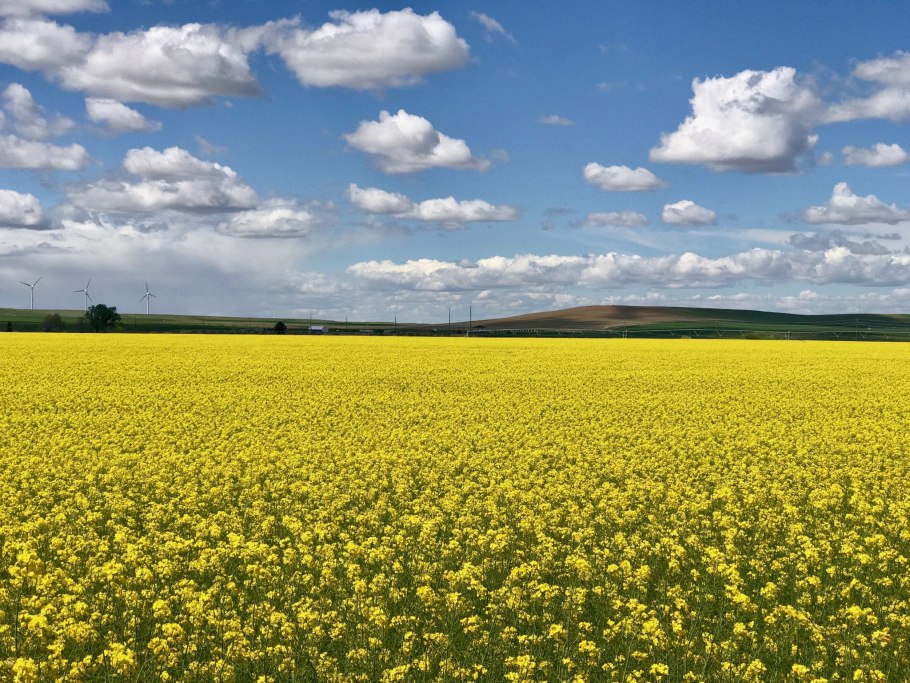 Bashkortostan Mustard Harvest