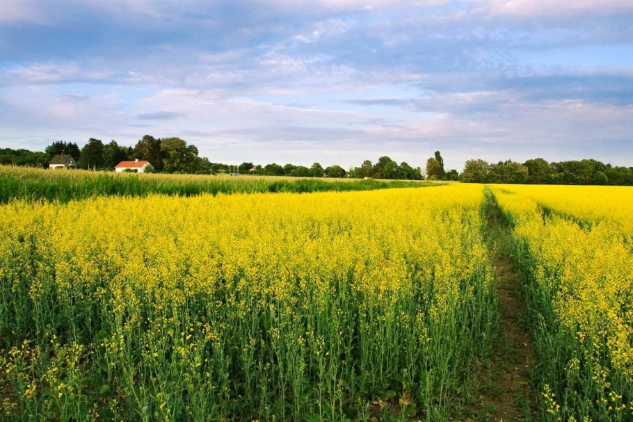 Рапс Яровой