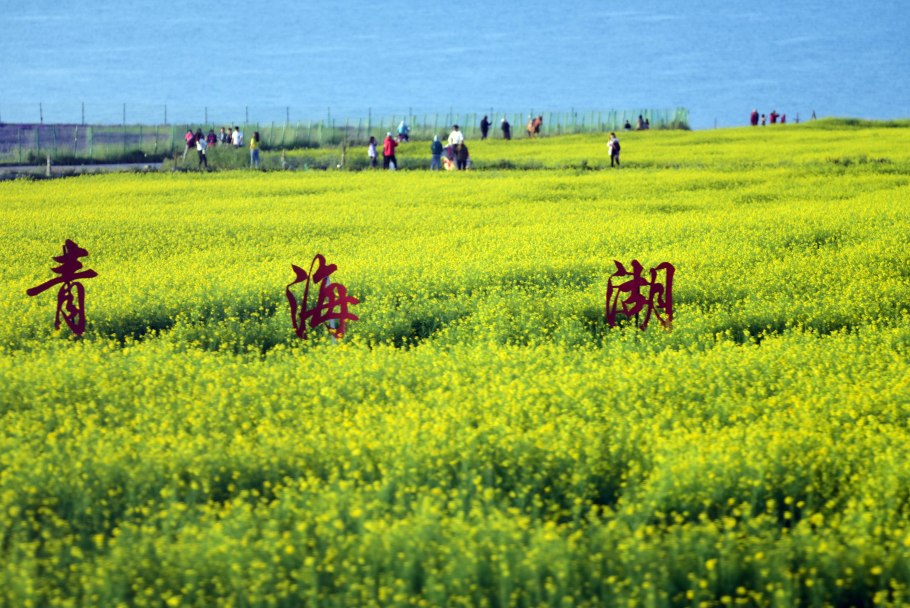 Желтое поле