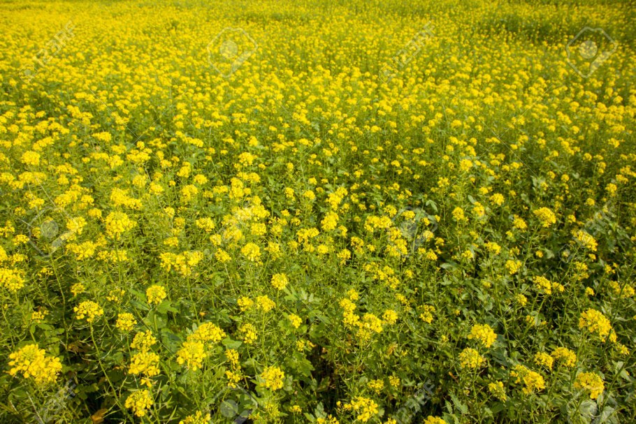 Горчица в природе