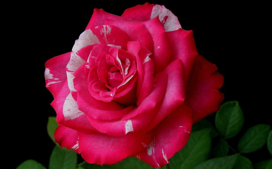 Цветы в росе