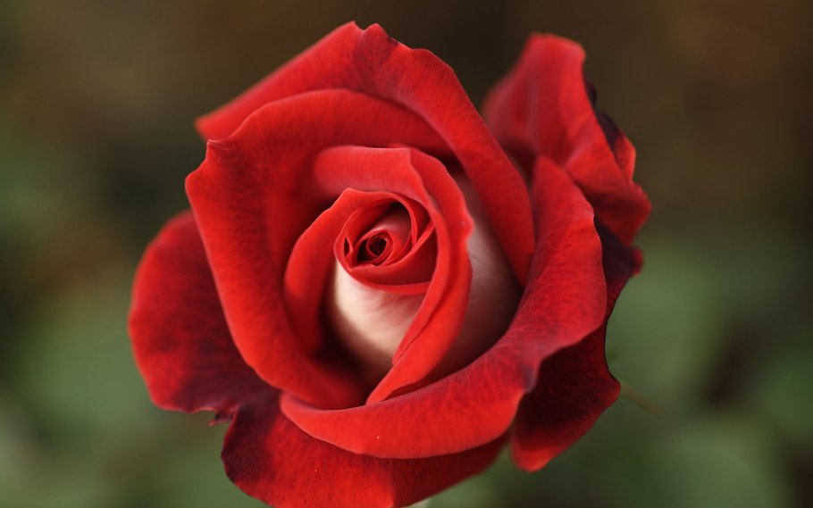 Красивые розовые розы