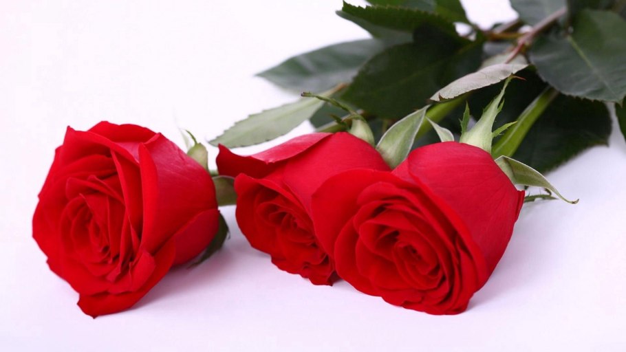 Красивые красные розы