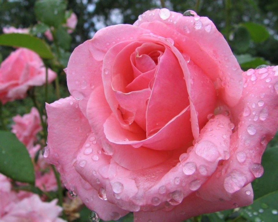 Роза полубутон