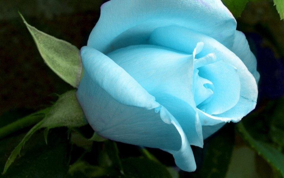 Самые красивые розы