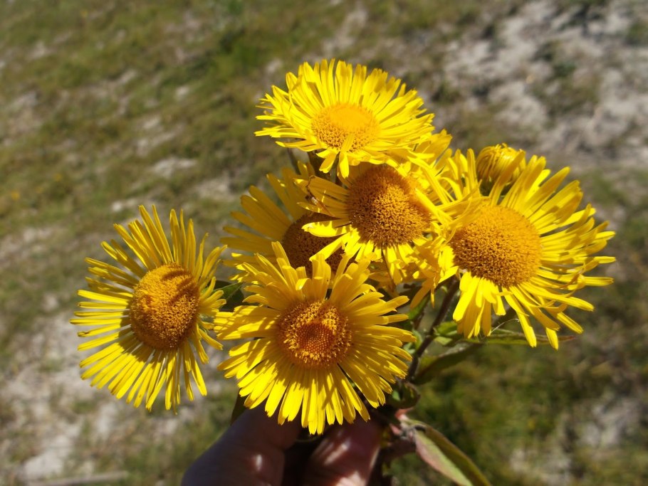 Девясил высокий (Inula Helenium l.)