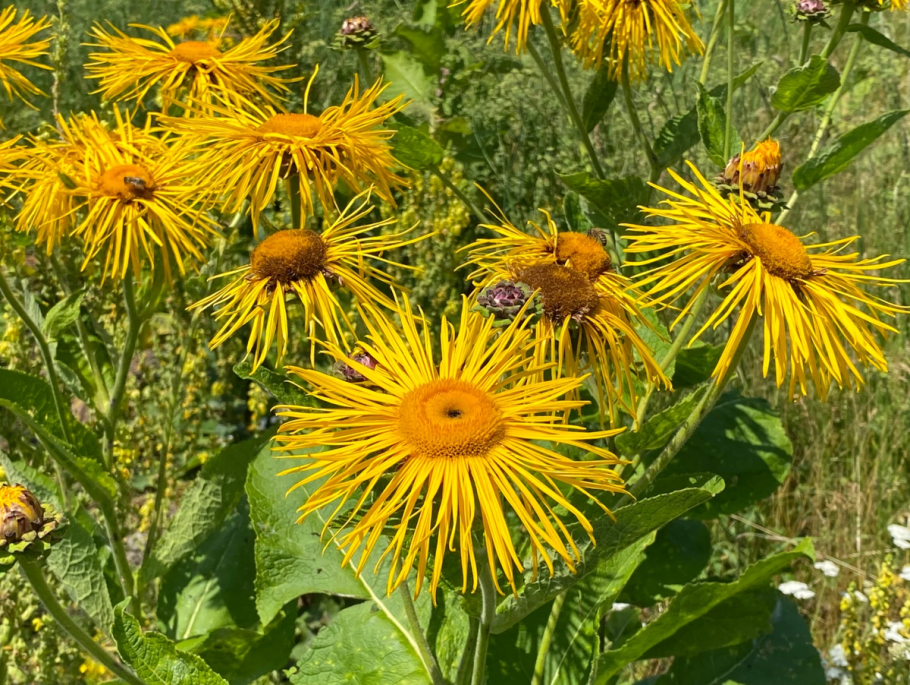 Девясил высокий ЛРС