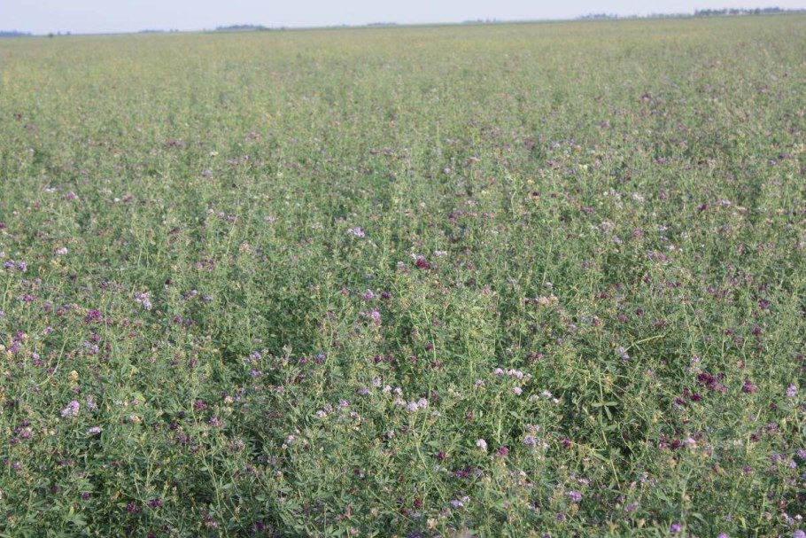 Тимофеевка мелколистная