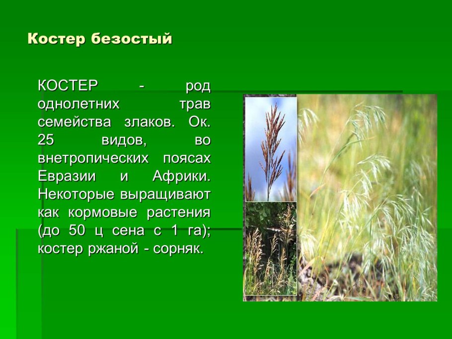 Семейство злаки костер безостый