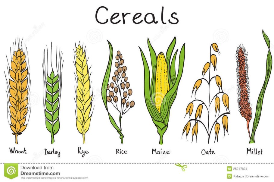 Пырей ползучий, мятлик Луговой