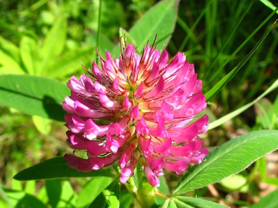 Трава Вико-овсяная