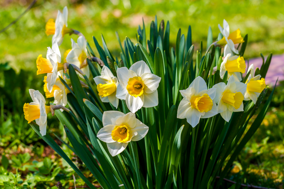 Цветоводство нарциссы