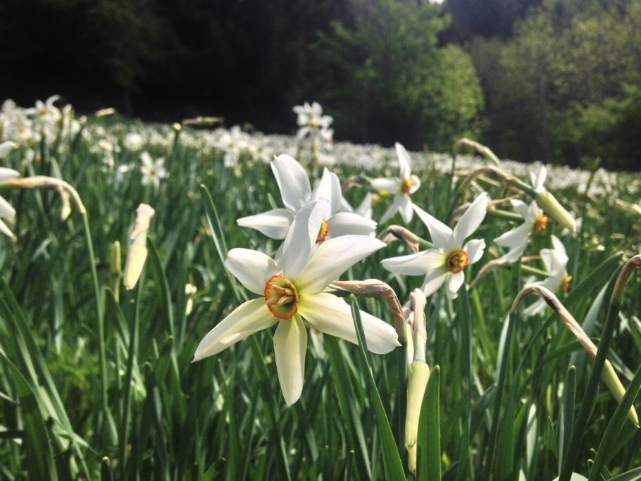 Дикий Нарцисс