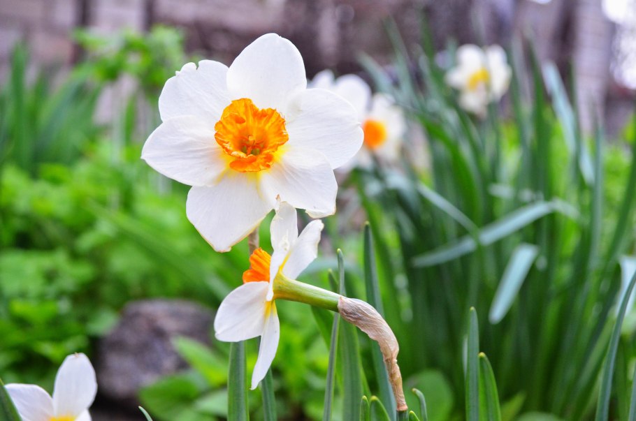 Нарцисс спринг Сан