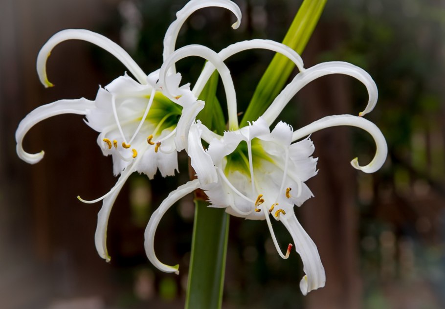 Нарцисс тацетта