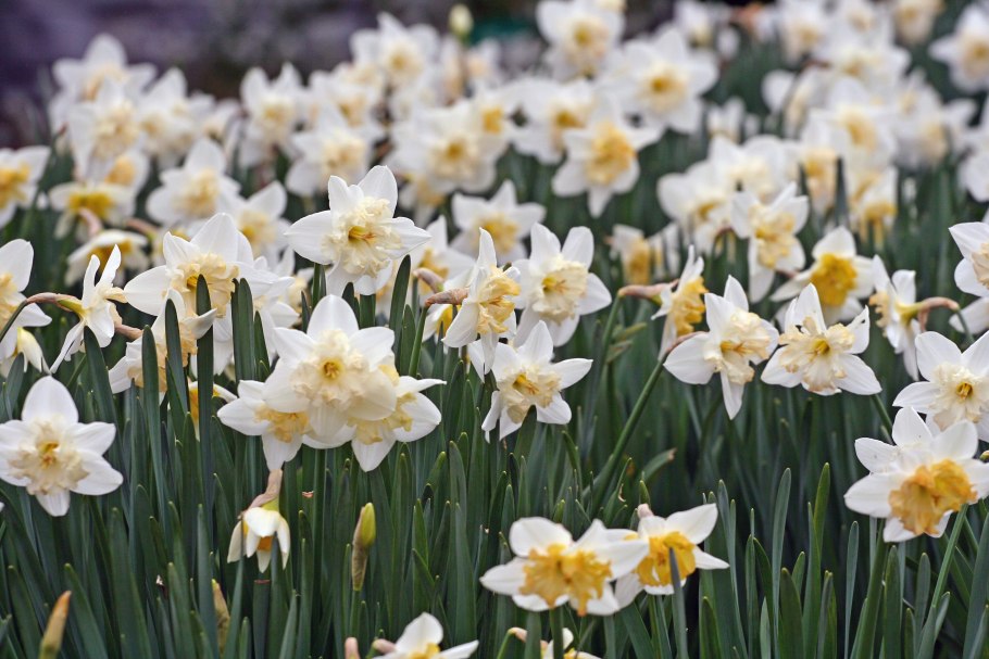 Нарциссы коллаж