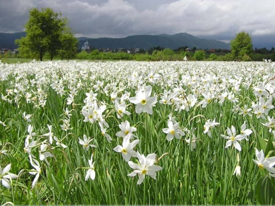 Долина нарциссов Карпаты