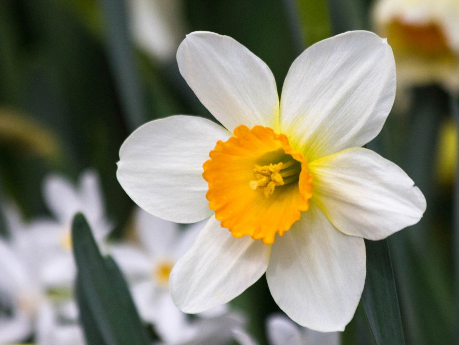 Черный Нарцисс